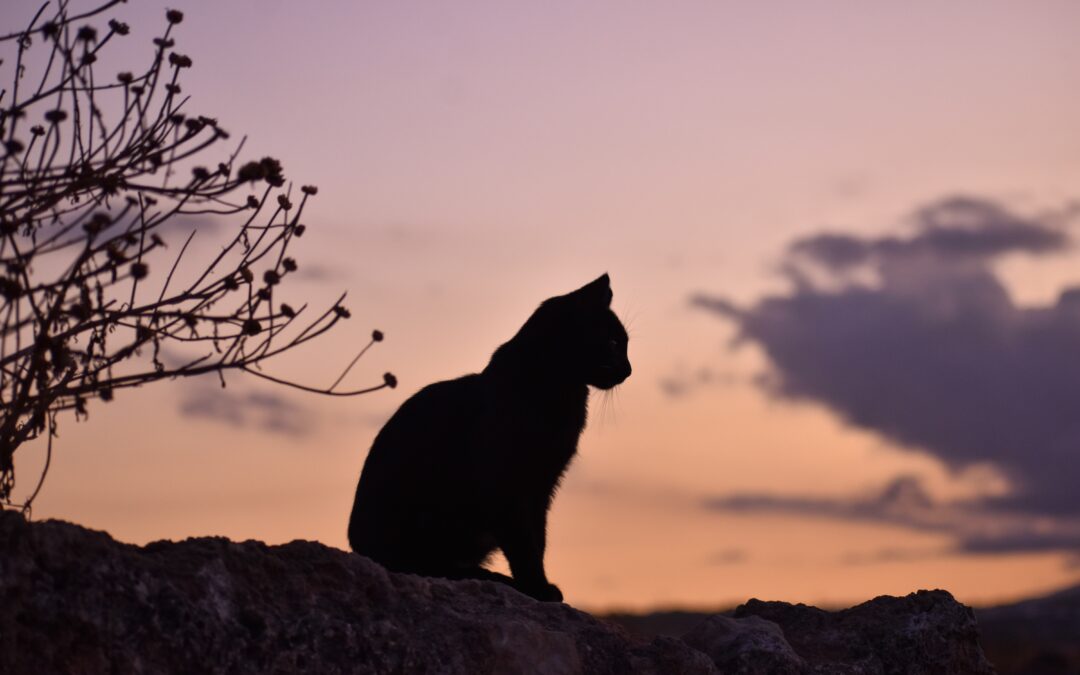 Silhouette of black cat sitting on a fence with orange sunset behind it
