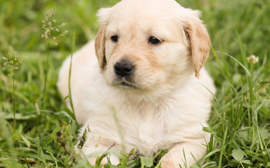 Golden puppy lying in the grass
