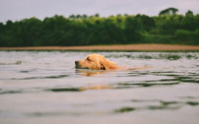 5 Guidelines for Safe Swimming for Pets