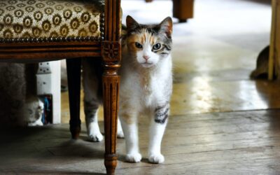 How to Introduce a New Cat to Your Home: A Comprehensive Guide
