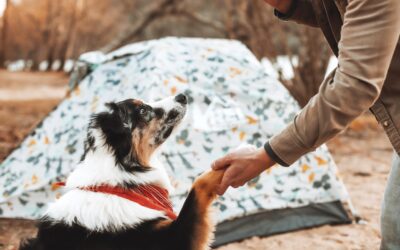 Consider These Pointers for Your Dogs’ Camping Trip