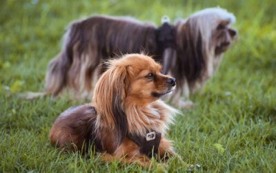Fecal Exams Explained: Protecting Your Pet from Parasites