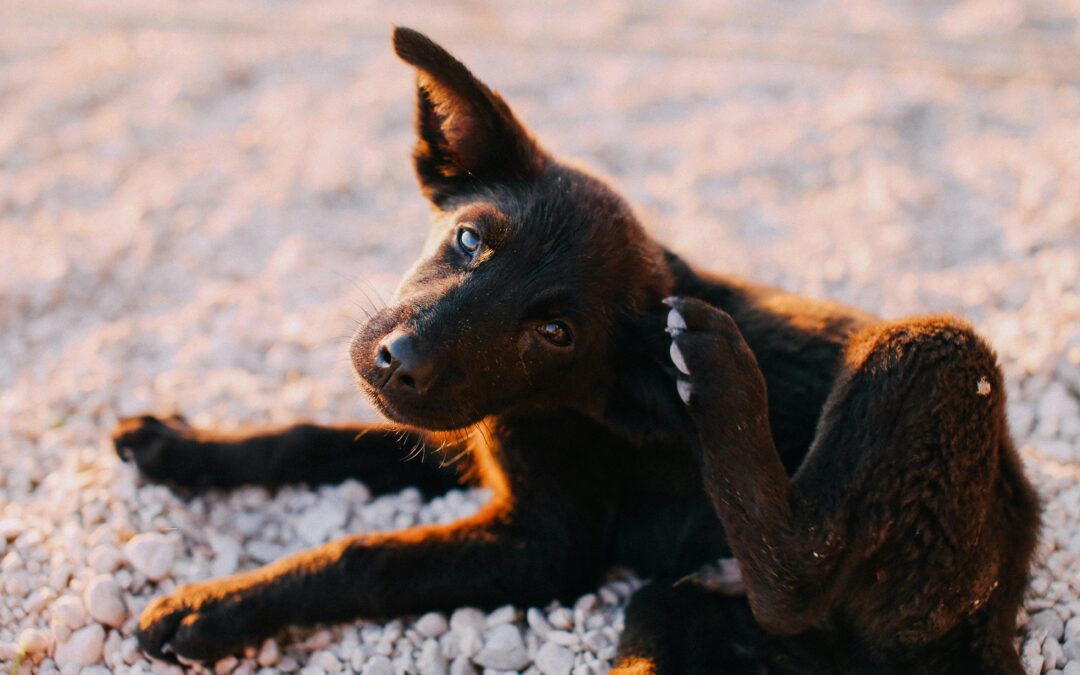 A black puppy lying on rocky ground, scratching its ear with its paw, with a warm golden glow from the sunlight highlighting its fur